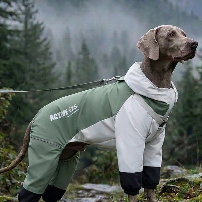 Outdoor four-legged big dog raincoat